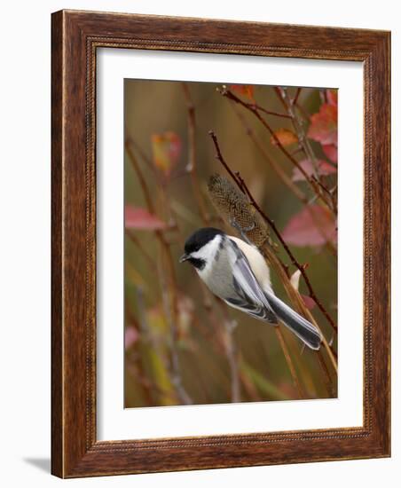 Black Capped Chickadee, Eating Flower Seeds, Grand Teton National Park, Wyoming, USA-Rolf Nussbaumer-Framed Photographic Print