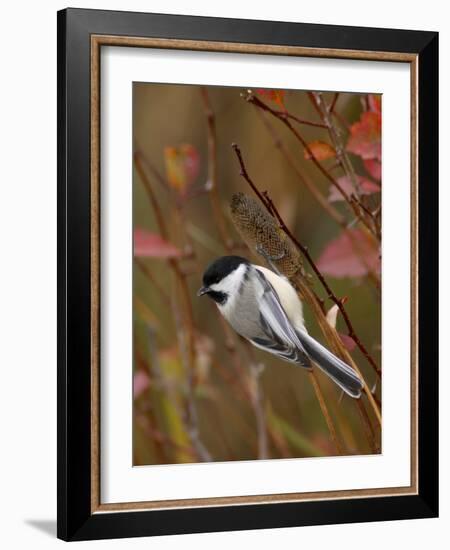 Black Capped Chickadee, Eating Flower Seeds, Grand Teton National Park, Wyoming, USA-Rolf Nussbaumer-Framed Photographic Print