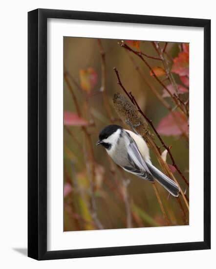 Black Capped Chickadee, Eating Flower Seeds, Grand Teton National Park, Wyoming, USA-Rolf Nussbaumer-Framed Photographic Print