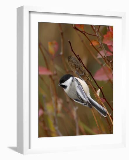 Black Capped Chickadee, Eating Flower Seeds, Grand Teton National Park, Wyoming, USA-Rolf Nussbaumer-Framed Photographic Print