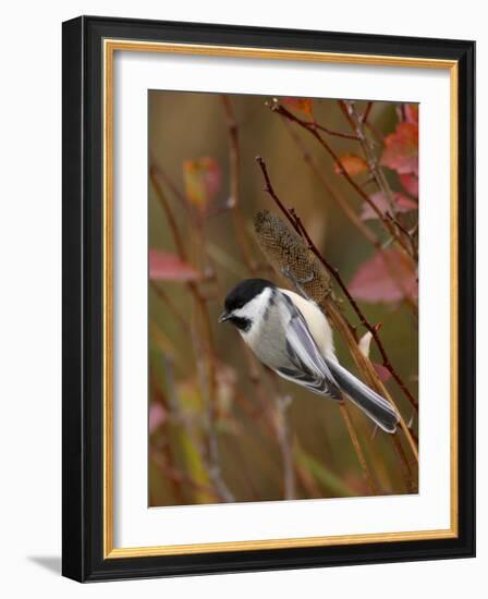 Black Capped Chickadee, Eating Flower Seeds, Grand Teton National Park, Wyoming, USA-Rolf Nussbaumer-Framed Photographic Print