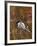Black Capped Chickadee, Eating Flower Seeds, Grand Teton National Park, Wyoming, USA-Rolf Nussbaumer-Framed Photographic Print