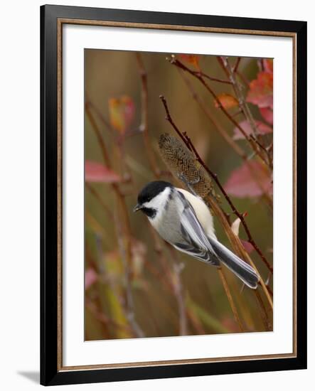 Black Capped Chickadee, Eating Flower Seeds, Grand Teton National Park, Wyoming, USA-Rolf Nussbaumer-Framed Photographic Print