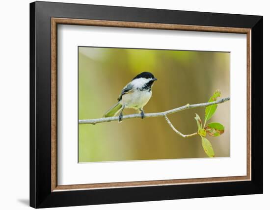 Black-capped Chickadee perched in cottonwood tree.-Larry Ditto-Framed Photographic Print
