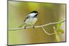 Black-capped Chickadee perched in cottonwood tree.-Larry Ditto-Mounted Photographic Print