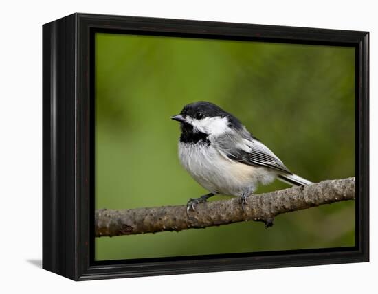 Black-Capped Chickadee (Poecile Atricapillus), Wasilla, Alaska, USA-James Hager-Framed Premier Image Canvas