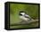 Black-Capped Chickadee (Poecile Atricapillus), Wasilla, Alaska, USA-James Hager-Framed Premier Image Canvas