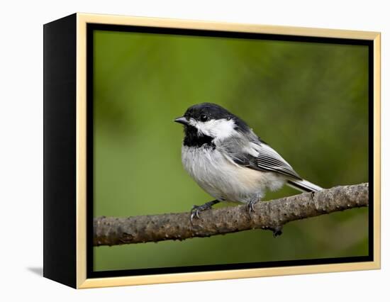 Black-Capped Chickadee (Poecile Atricapillus), Wasilla, Alaska, USA-James Hager-Framed Premier Image Canvas