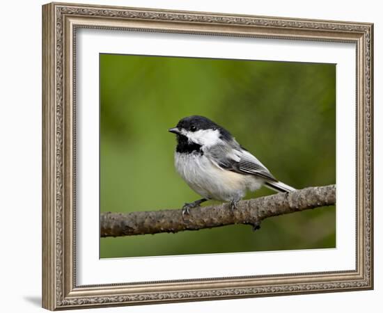 Black-Capped Chickadee (Poecile Atricapillus), Wasilla, Alaska, USA-James Hager-Framed Photographic Print