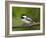 Black-Capped Chickadee (Poecile Atricapillus), Wasilla, Alaska, USA-James Hager-Framed Photographic Print