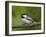 Black-Capped Chickadee (Poecile Atricapillus), Wasilla, Alaska, USA-James Hager-Framed Photographic Print