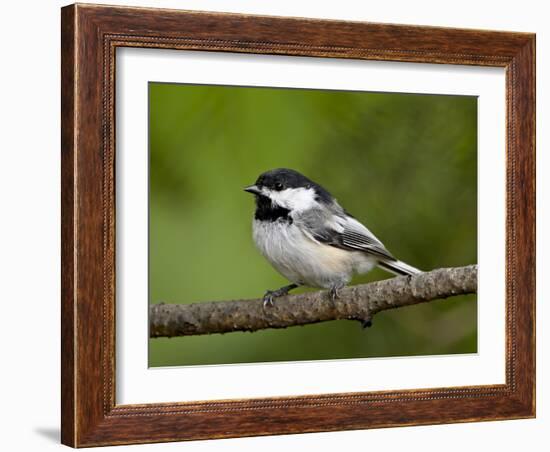 Black-Capped Chickadee (Poecile Atricapillus), Wasilla, Alaska, USA-James Hager-Framed Photographic Print