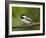 Black-Capped Chickadee (Poecile Atricapillus), Wasilla, Alaska, USA-James Hager-Framed Photographic Print