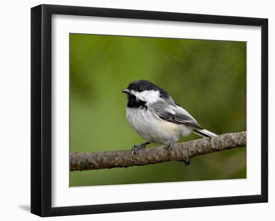 Black-Capped Chickadee (Poecile Atricapillus), Wasilla, Alaska, USA-James Hager-Framed Photographic Print