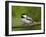 Black-Capped Chickadee (Poecile Atricapillus), Wasilla, Alaska, USA-James Hager-Framed Photographic Print