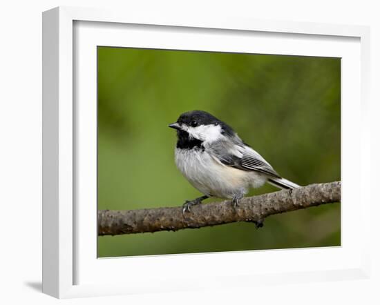 Black-Capped Chickadee (Poecile Atricapillus), Wasilla, Alaska, USA-James Hager-Framed Photographic Print