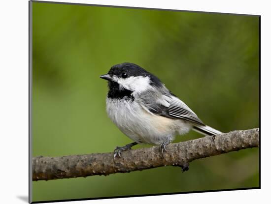 Black-Capped Chickadee (Poecile Atricapillus), Wasilla, Alaska, USA-James Hager-Mounted Photographic Print