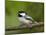 Black-Capped Chickadee (Poecile Atricapillus), Wasilla, Alaska, USA-James Hager-Mounted Photographic Print