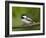 Black-Capped Chickadee (Poecile Atricapillus), Wasilla, Alaska, USA-James Hager-Framed Photographic Print