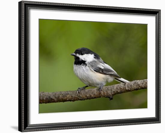 Black-Capped Chickadee (Poecile Atricapillus), Wasilla, Alaska, USA-James Hager-Framed Photographic Print