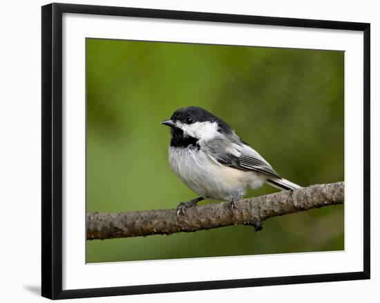 Black-Capped Chickadee (Poecile Atricapillus), Wasilla, Alaska, USA-James Hager-Framed Photographic Print