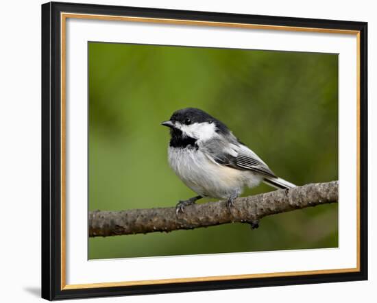 Black-Capped Chickadee (Poecile Atricapillus), Wasilla, Alaska, USA-James Hager-Framed Photographic Print