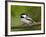 Black-Capped Chickadee (Poecile Atricapillus), Wasilla, Alaska, USA-James Hager-Framed Photographic Print