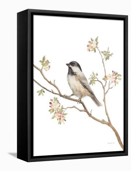 Black Capped Chickadee v2 on White-Danhui Nai-Framed Stretched Canvas