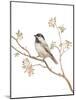 Black Capped Chickadee v2 on White-Danhui Nai-Mounted Art Print