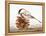 Black-Capped Chickadee-Rusty Frentner-Framed Premier Image Canvas