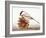 Black-Capped Chickadee-Rusty Frentner-Framed Giclee Print