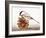 Black-Capped Chickadee-Rusty Frentner-Framed Giclee Print