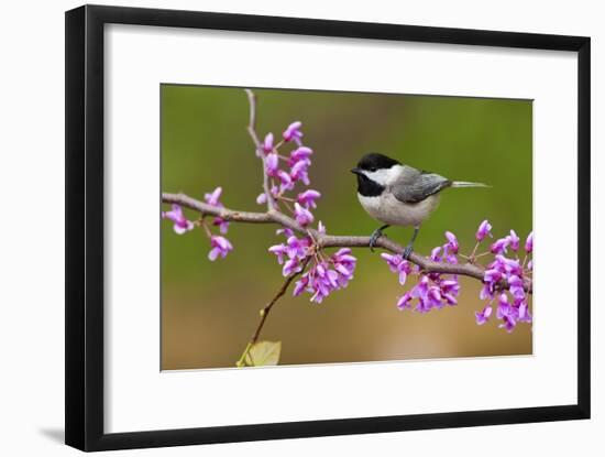 Black-Capped Chickadee-Lantern Press-Framed Art Print