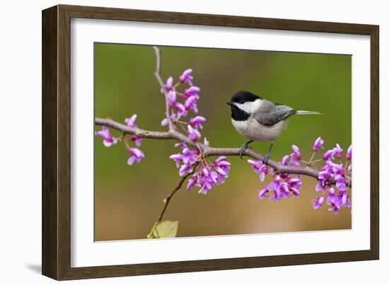 Black-Capped Chickadee-Lantern Press-Framed Art Print