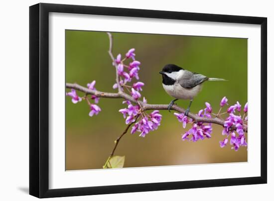 Black-Capped Chickadee-Lantern Press-Framed Art Print