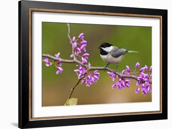 Black-Capped Chickadee-Lantern Press-Framed Art Print