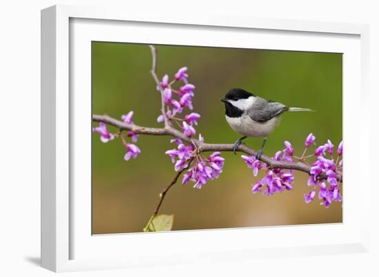 Black-Capped Chickadee-Lantern Press-Framed Art Print