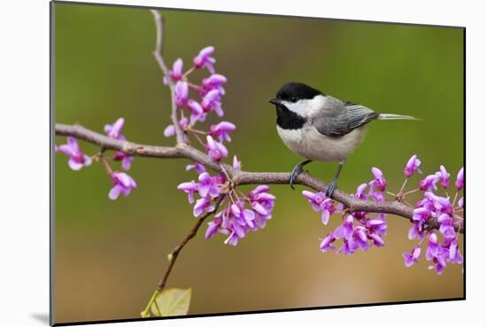 Black-Capped Chickadee-Lantern Press-Mounted Art Print