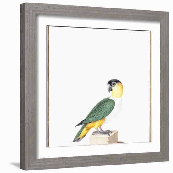 Black-Capped Parrot-Nicolas Robert-Framed Giclee Print