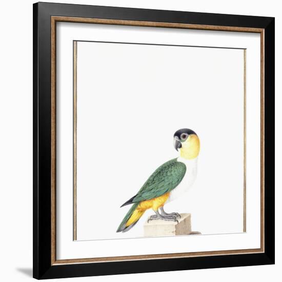 Black-Capped Parrot-Nicolas Robert-Framed Giclee Print