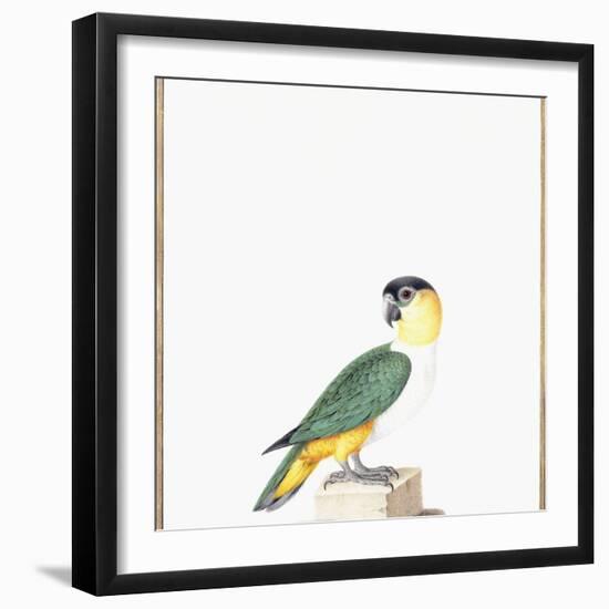 Black-Capped Parrot-Nicolas Robert-Framed Giclee Print