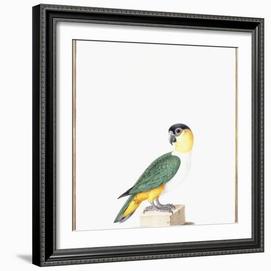 Black-Capped Parrot-Nicolas Robert-Framed Giclee Print