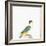 Black-Capped Parrot-Nicolas Robert-Framed Giclee Print