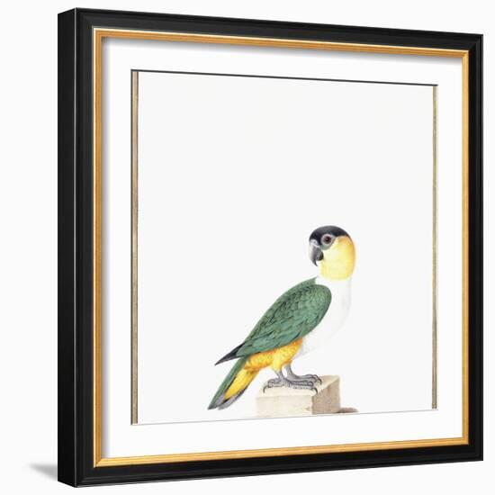 Black-Capped Parrot-Nicolas Robert-Framed Giclee Print