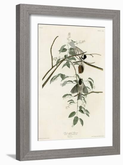 Black Capped Titmouse-null-Framed Giclee Print