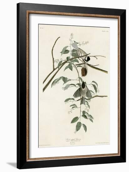 Black Capped Titmouse-null-Framed Giclee Print