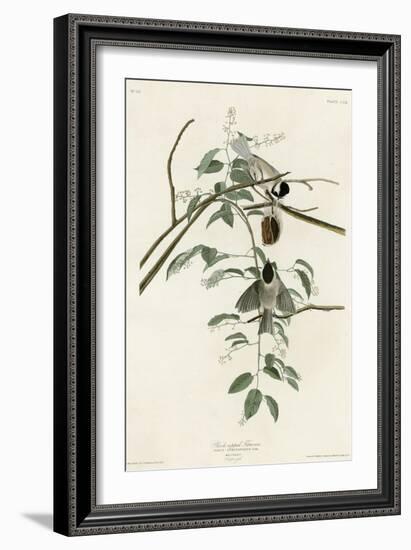 Black Capped Titmouse-null-Framed Giclee Print