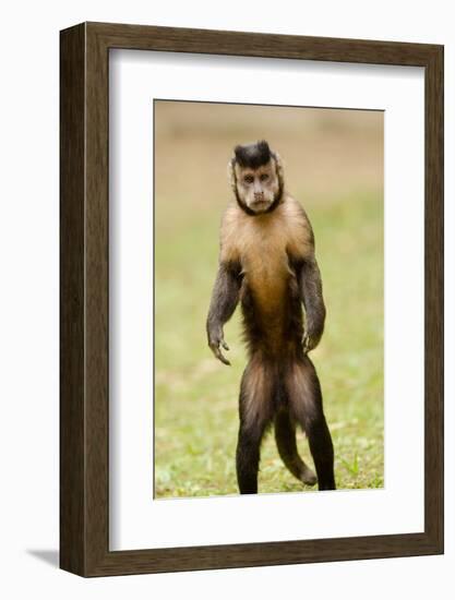 Black Capuchin, (Sapajus Nigritus) Female Standing on Hind Legs, Rio De Janeiro, Brazil-Mark Bowler-Framed Photographic Print