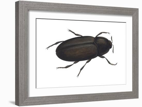 Black Carpet Beetle (Attagenus Unicolor), Insects-Encyclopaedia Britannica-Framed Art Print