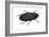 Black Carpet Beetle (Attagenus Unicolor), Insects-Encyclopaedia Britannica-Framed Art Print